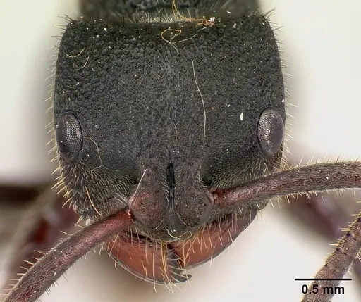 Phrynoponera pulchella - CASENT0217034