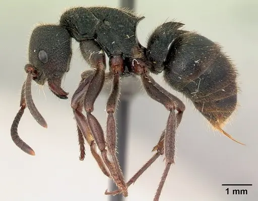 Phrynoponera pulchella - CASENT0217034