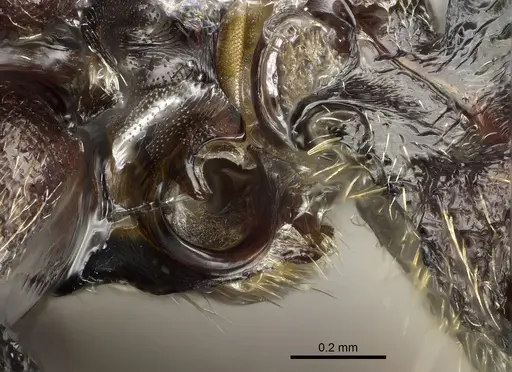 Phrynoponera pulchella - CASENT0217034