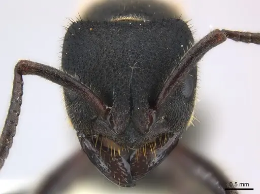 Phrynoponera pulchella - CASENT0217125