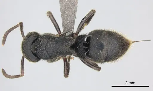 Phrynoponera pulchella - CASENT0235660