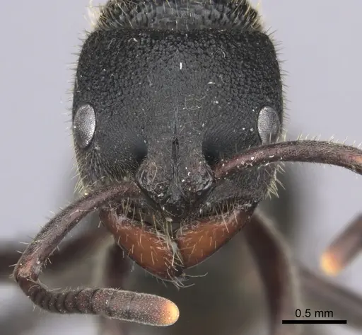 Phrynoponera pulchella - CASENT0235660