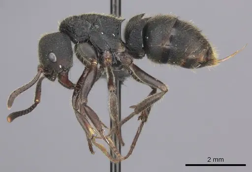 Phrynoponera pulchella - CASENT0235660