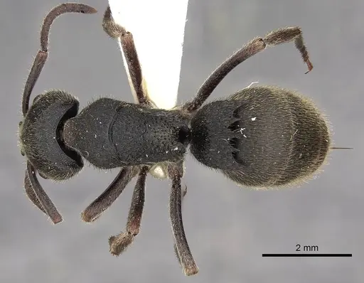 Phrynoponera pulchella - CASENT0900674