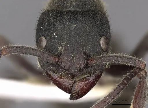 Phrynoponera pulchella - CASENT0900674