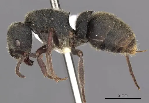 Phrynoponera pulchella - CASENT0900674