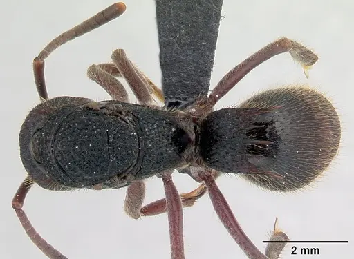 Phrynoponera sveni specimen