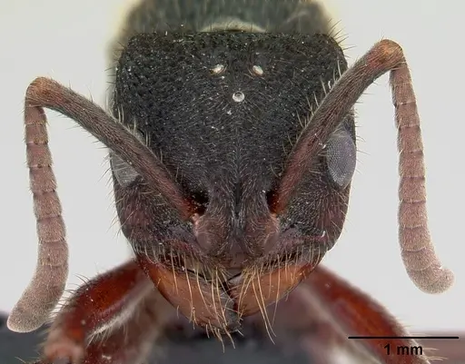 Phrynoponera sveni specimen