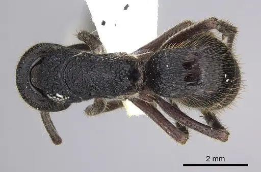 Phrynoponera sveni - CASENT0249213