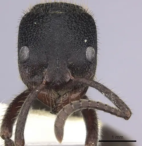 Phrynoponera sveni - CASENT0249213