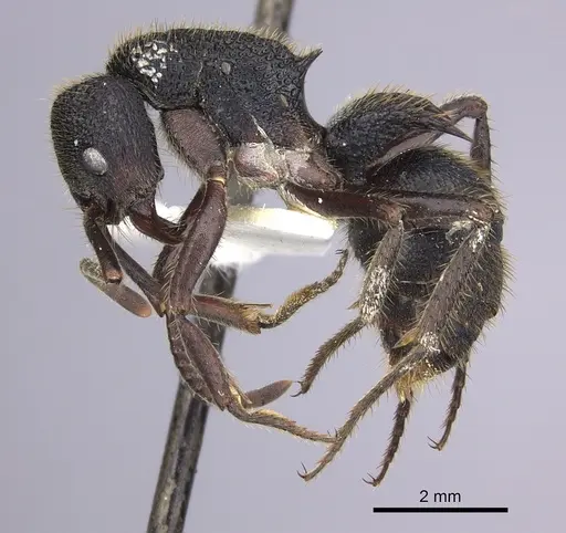 Phrynoponera sveni - CASENT0249213