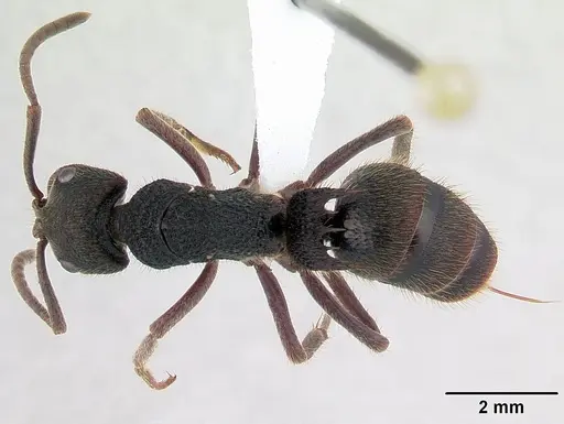 Phrynoponera sveni - CASENT0417555