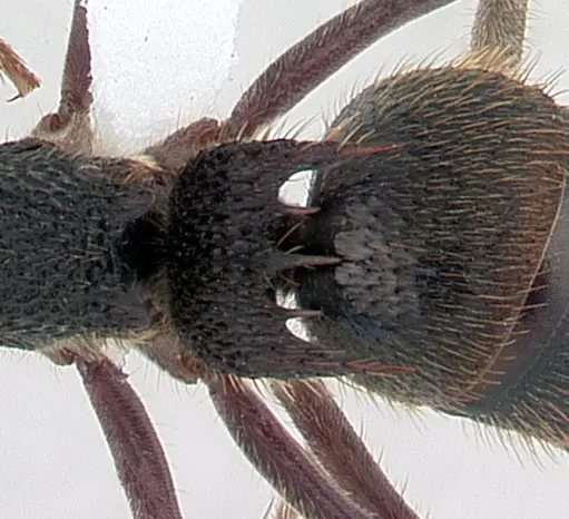 Phrynoponera sveni - CASENT0417555