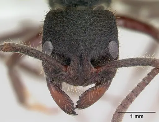 Phrynoponera sveni - CASENT0417555