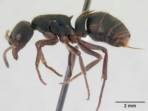 Phrynoponera sveni - CASENT0417555