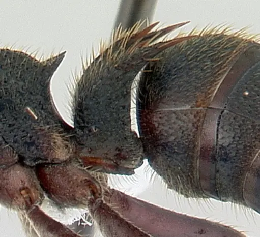 Phrynoponera sveni - CASENT0417555