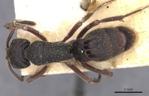 Phrynoponera sveni - CASENT0907267