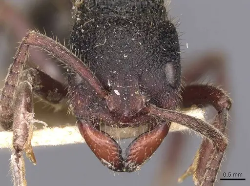 Phrynoponera sveni - CASENT0907267