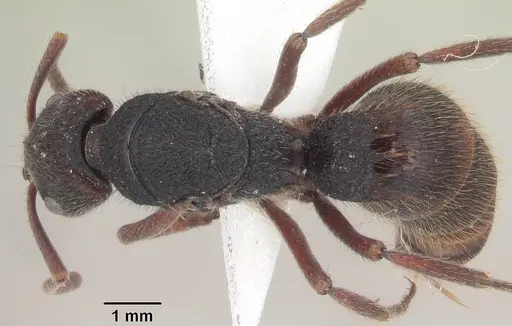 Phrynoponera sveni - SAM-HYM-C007465