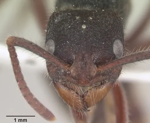 Phrynoponera sveni - SAM-HYM-C007465