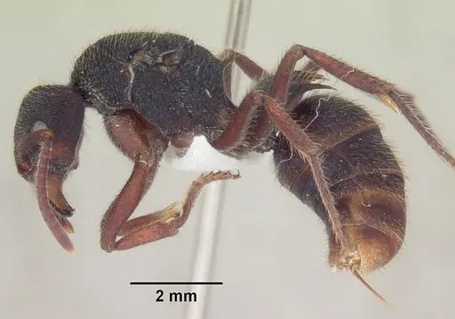 Phrynoponera sveni - SAM-HYM-C007465