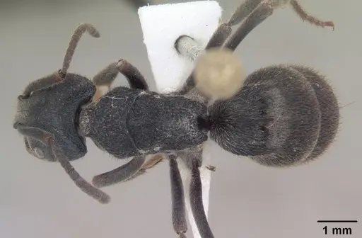 Phrynoponera sveni - SAM-HYM-C010477