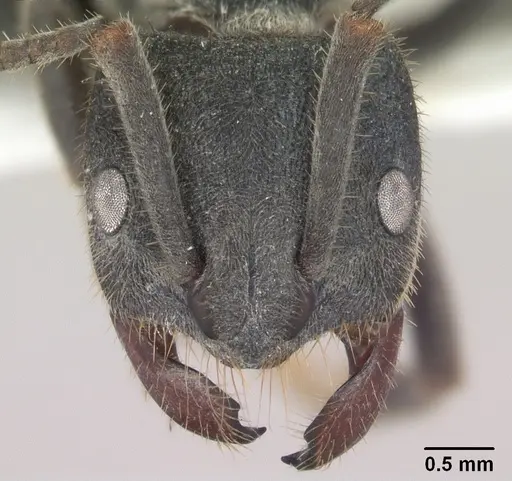 Phrynoponera sveni - SAM-HYM-C010477