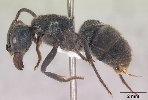 Phrynoponera sveni - SAM-HYM-C010477