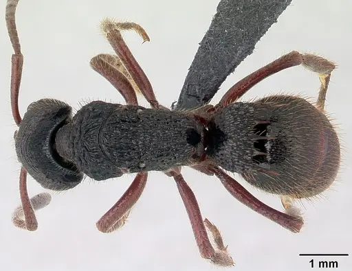 Phrynoponera transversa specimen