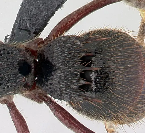 Phrynoponera transversa specimen