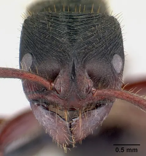 Phrynoponera transversa specimen