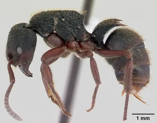 Phrynoponera transversa - CASENT0178224