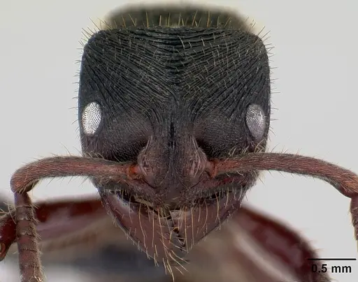 Phrynoponera transversa - CASENT0178225