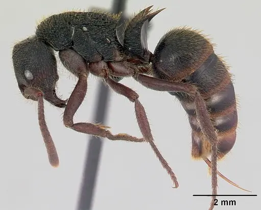 Phrynoponera transversa - CASENT0178225