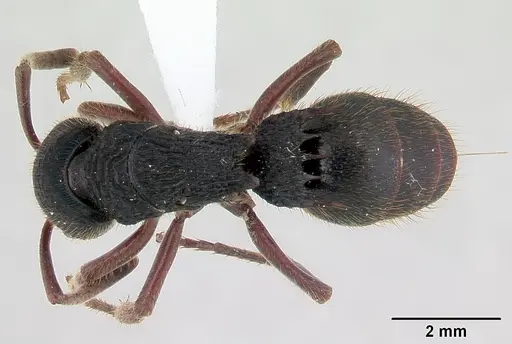 Phrynoponera transversa - CASENT0178226