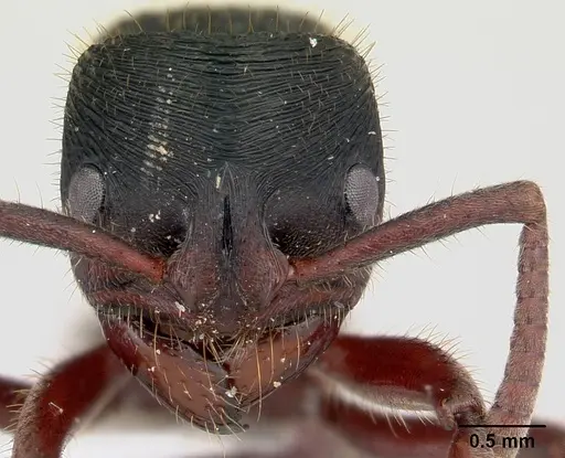 Phrynoponera transversa - CASENT0178226