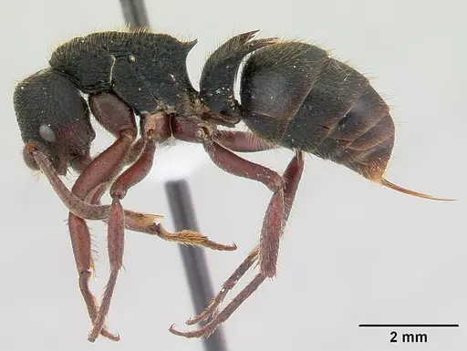 Phrynoponera transversa - CASENT0178226