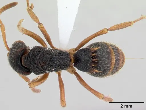 Phrynoponera transversa - CASENT0178227