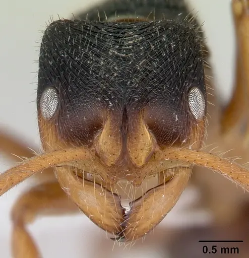 Phrynoponera transversa - CASENT0178227