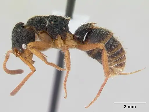 Phrynoponera transversa - CASENT0178227