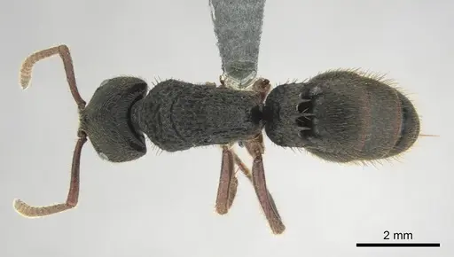 Phrynoponera transversa - CASENT0250058