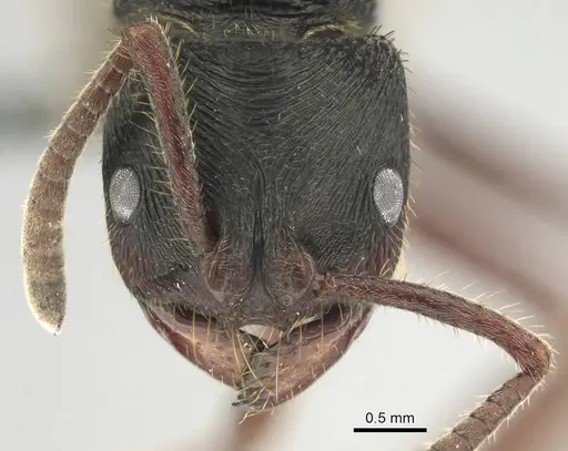 Phrynoponera transversa - CASENT0250058