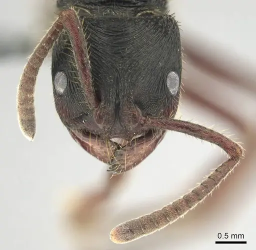 Phrynoponera transversa - CASENT0250058