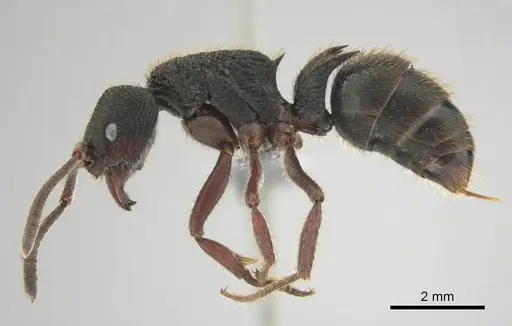 Phrynoponera transversa - CASENT0250058