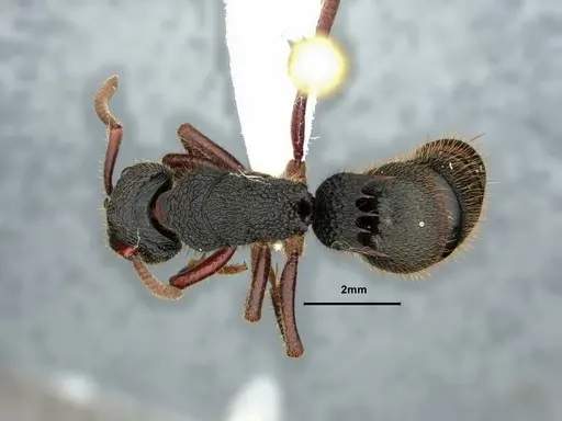 Phrynoponera transversa - CASENT0882093