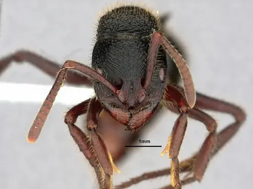 Phrynoponera transversa - CASENT0882093