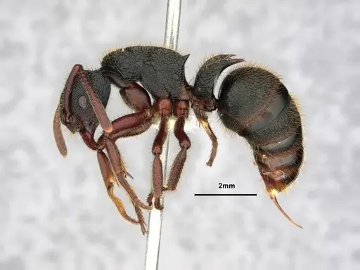 Phrynoponera transversa - CASENT0882093