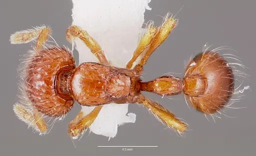 Pilotrochus besmerus specimen