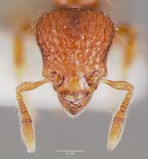 Pilotrochus besmerus specimen