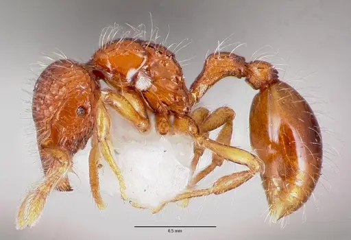 Pilotrochus besmerus specimen